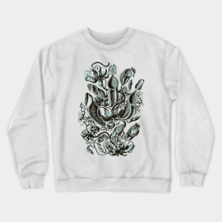Ernst Haeckel Pitcher Plant  Teal Crewneck Sweatshirt